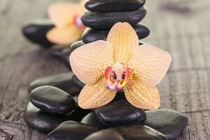 Obraz żółta orchidea i kamienie Zen