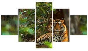 Obraz odpoczywającego tygrysa (125x70 cm)