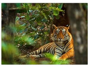 Obraz odpoczywającego tygrysa (70x50 cm)