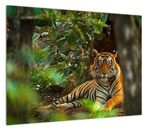 Obraz odpoczywającego tygrysa (70x50 cm)
