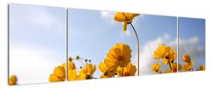 Obraz pola z jasnożółtymi kwiatami (170x50 cm)