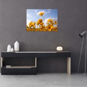 Obraz pola z jasnożółtymi kwiatami (70x50 cm)