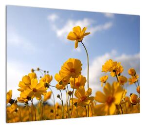 Obraz pola z jasnożółtymi kwiatami (70x50 cm)