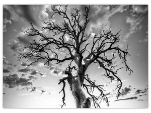 Obraz - Czarno - białe drzewo (70x50 cm)