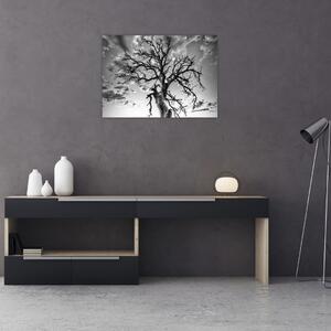 Obraz - Czarno - białe drzewo (70x50 cm)