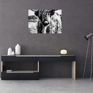 Obraz - Highland - szkocka krowa (70x50 cm)