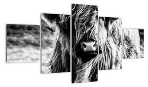 Obraz - Highland - szkocka krowa (125x70 cm)