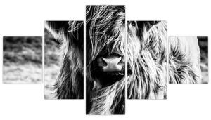 Obraz - Highland - szkocka krowa (125x70 cm)