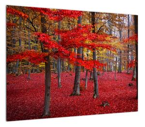 Obraz - Czerwony Las (70x50 cm)
