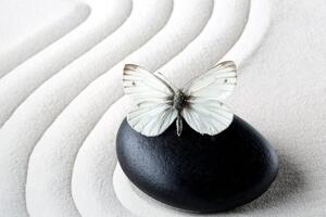 Obraz biały motyl na czarnym kamieniu