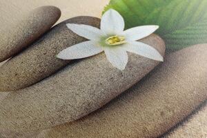 Obraz biały kwiat i kamienie w piasku