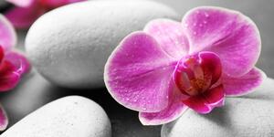 Obraz kwiaty orchidei na białych kamieniach