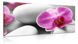 Obraz kwiaty orchidei na białych kamieniach