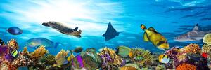 Obraz rafa koralowa z rybami i żółwiami