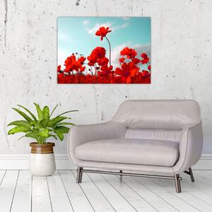 Obraz pola z jasnoczerwonymi kwiatami (70x50 cm)
