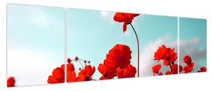 Obraz pola z jasnoczerwonymi kwiatami (170x50 cm)