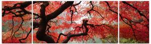 Obraz czerwonego klonu japońskiego, Portland, Oregon (170x50 cm)