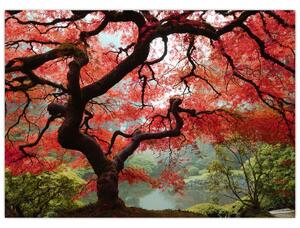 Obraz czerwonego klonu japońskiego, Portland, Oregon (70x50 cm)