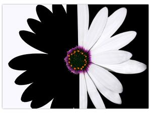 Obraz czarno - białego kwiatu (70x50 cm)