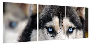 Obraz psa husky (z zegarem) (90x30 cm)