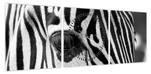 Obraz zebry (z zegarem) (90x30 cm)