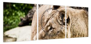 Obraz lwicy (z zegarem) (90x30 cm)