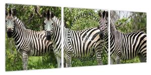 Obraz z zebrami (z zegarem) (90x30 cm)