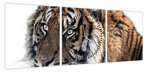Obraz tygrysa (z zegarem) (90x30 cm)