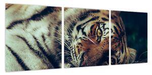 Obraz - tygrys syberyjski (z zegarem) (90x30 cm)