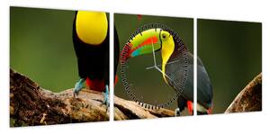 Obraz siedzących tukanów, Kostaryka (z zegarem) (90x30 cm)