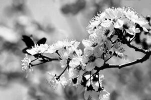 Samoprzylepna fototapeta czarno-biały kwiat wiśni