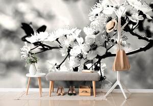 Fototapeta czarno-biały kwiat wiśni