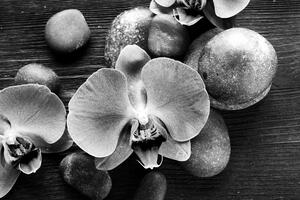 Fototapeta czarno-biała orchidea i kamienie