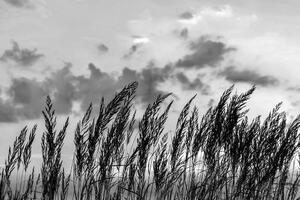 Fototapeta trawa w czarno-białym wzorze