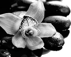 Samoprzylepna fototapeta czarno-biała egzotyczna orchidea