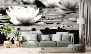 Fototapeta czarno-biały kwiat lotosu