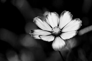 Fototapeta czarno-biały ogrodowy kwiat pierwiosnka