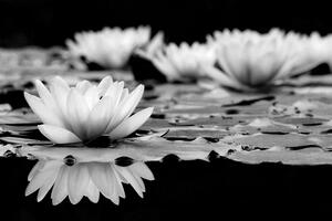 Samoprzylepna fototapeta czarno-biały kwiat lotosu