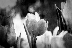 Samoprzylepna tapeta czarno-białe tulipany w stylu retro