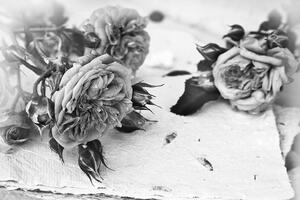 Fototapeta czarno-białe róże w rozkwicie