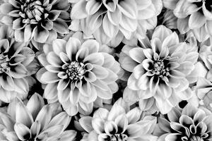 Fototapeta kwiaty dalii w czarno-biały kolorze