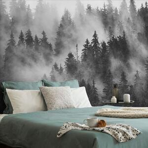 Fototapeta las w czarno-białej mgle
