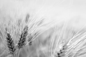 Fototapeta pole pszenicy w czerni i bieli