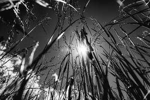 Fototapeta czarno-biała trawa polna