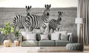 Fototapeta trzy czarno-białe zebry na sawannie