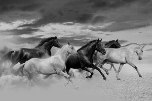 Tapeta czarno-białe stado koni