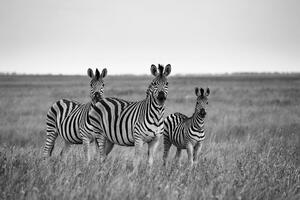 Fototapeta trzy czarno-białe zebry na sawannie