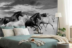 Samoprzylepna tapeta czarno-białe stado koni