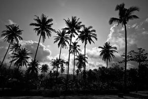 Tapeta palmy kokosowe na plaży w czerni i bieli