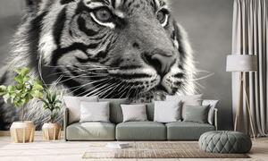 Samoprzylepna fototapeta bengalski czarno-biały tygrys